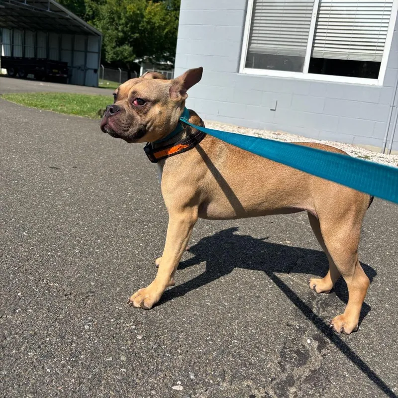 An adult medium-sized female Yellow / Tan / Blond / Fawn French Bulldog dog named Stray  Leasburg Rd for adoption in Roxboro, NC