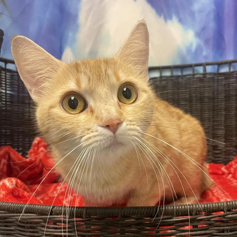 A young large-sized female Orange / Red Domestic Short Hair cat named Peggy Sue for adoption in Henderson, NV