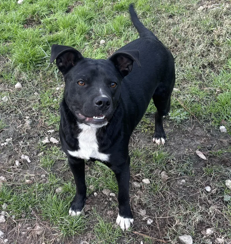 An adult medium-sized male Mixed Breed dog named Jax for adoption in Coldspring, TX