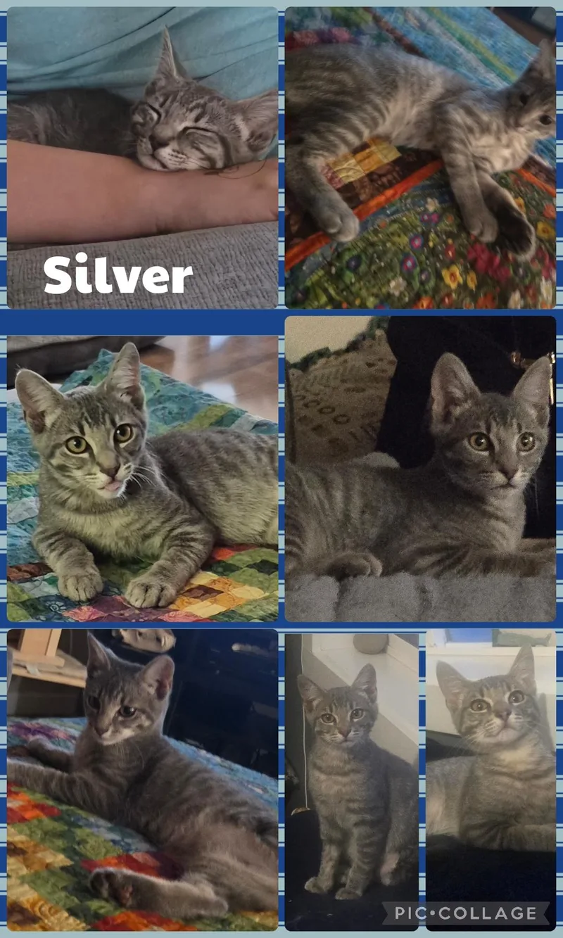 A baby small-sized male Tabby (Gray / Blue / Silver) Domestic Short Hair cat named Silver for adoption in Newberg, OR
