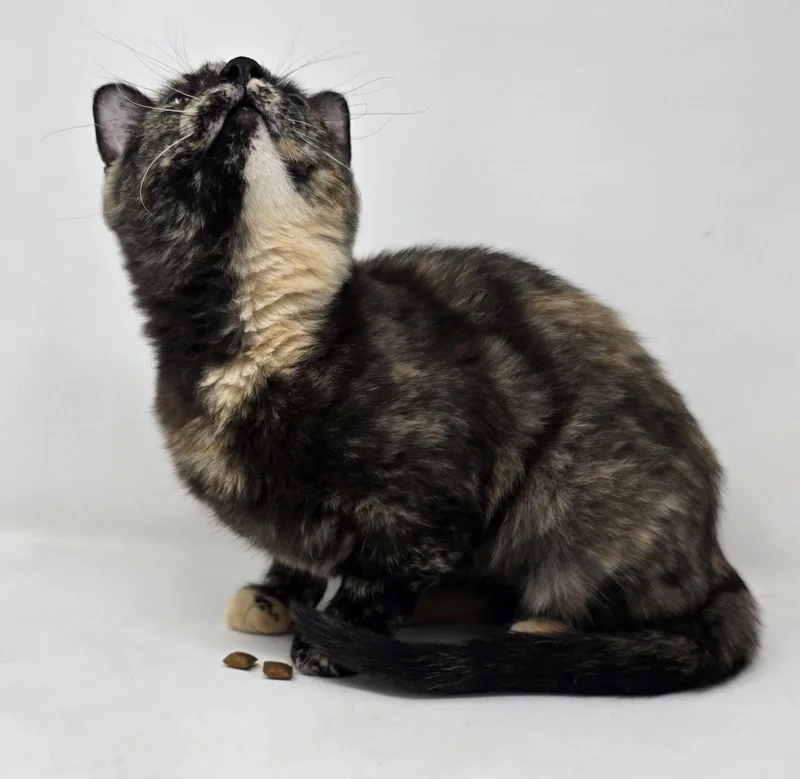 A young medium-sized female Tortoiseshell cat named Jolene for adoption in Crompond, NY
