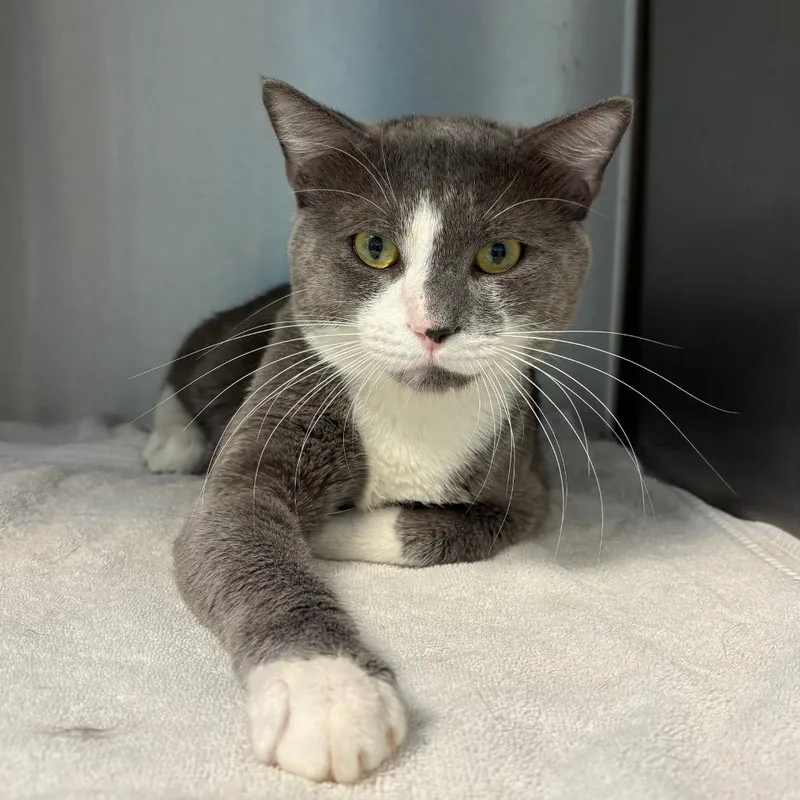 An adult large-sized male Gray / Blue / Silver Domestic Short Hair cat named Payday for adoption in Englewood, FL