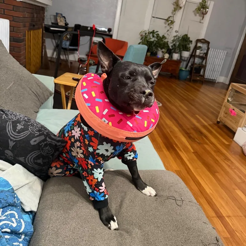 An adult medium-sized female Black Labrador Retriever dog named Shiitake for adoption in Ferndale, MI