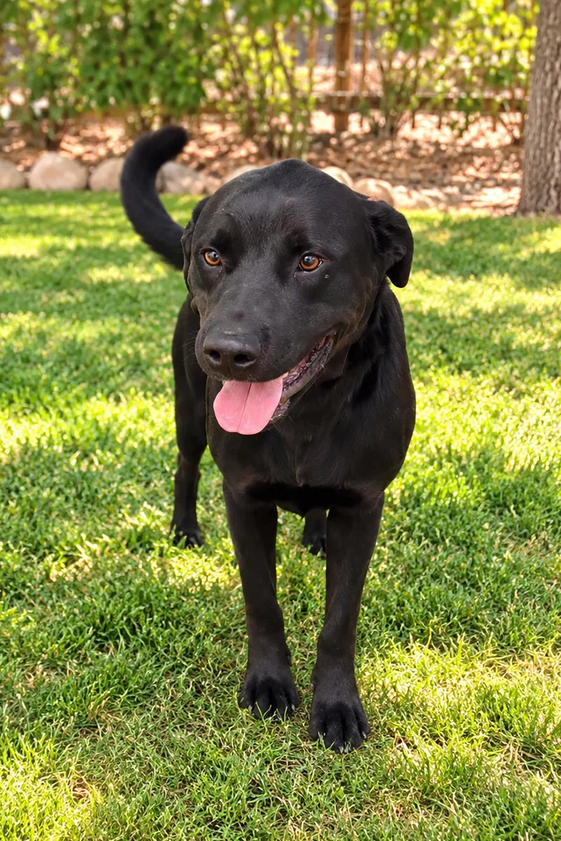 An adult large-sized male Labrador Retriever dog named Mikey for adoption in Albuquerque, NM