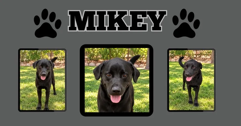 Mikey thumbnail 4