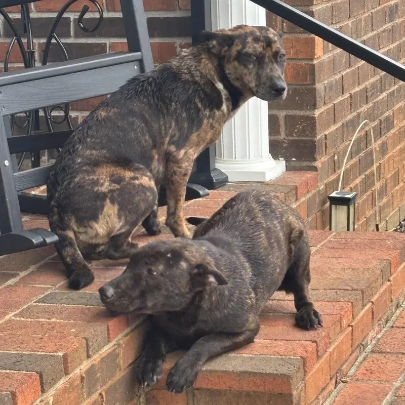 A young medium-sized female Yellow / Tan / Blond / Fawn Catahoula Leopard Dog dog named Shania Twain for adoption in Morganfield, KY