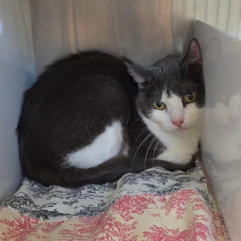A senior medium-sized female Gray / Blue / Silver Domestic Short Hair cat named Josie for adoption in Eureka Springs, AR