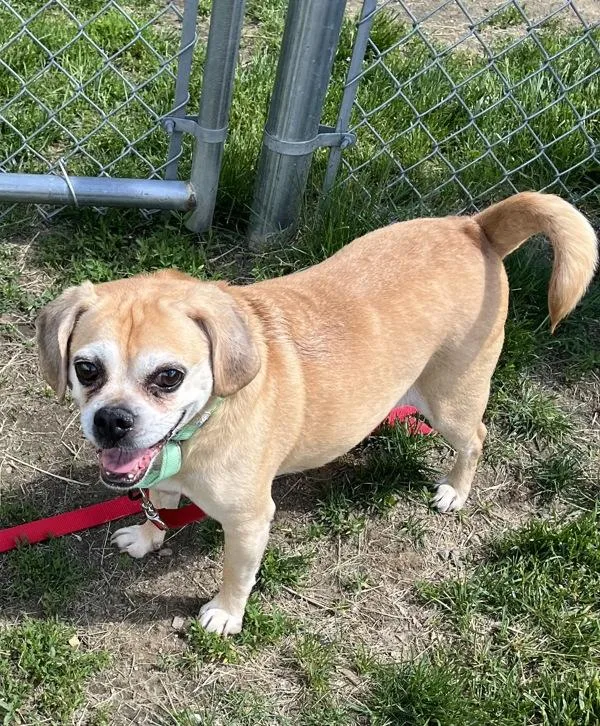A senior medium-sized female Pug dog named Shoshanna for adoption in Stratham, NH