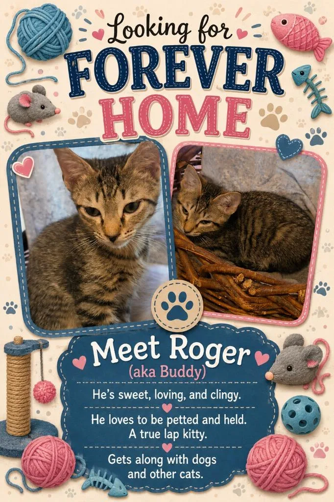 A baby medium-sized male Domestic Short Hair cat named Roger for adoption in Rome, GA