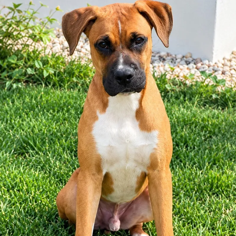 A young medium-sized male Boxer dog named Dante for adoption in West Haven, CT