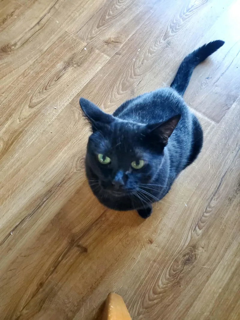 A senior large-sized female Black Bombay cat named Mama for adoption in Manhattan, KS