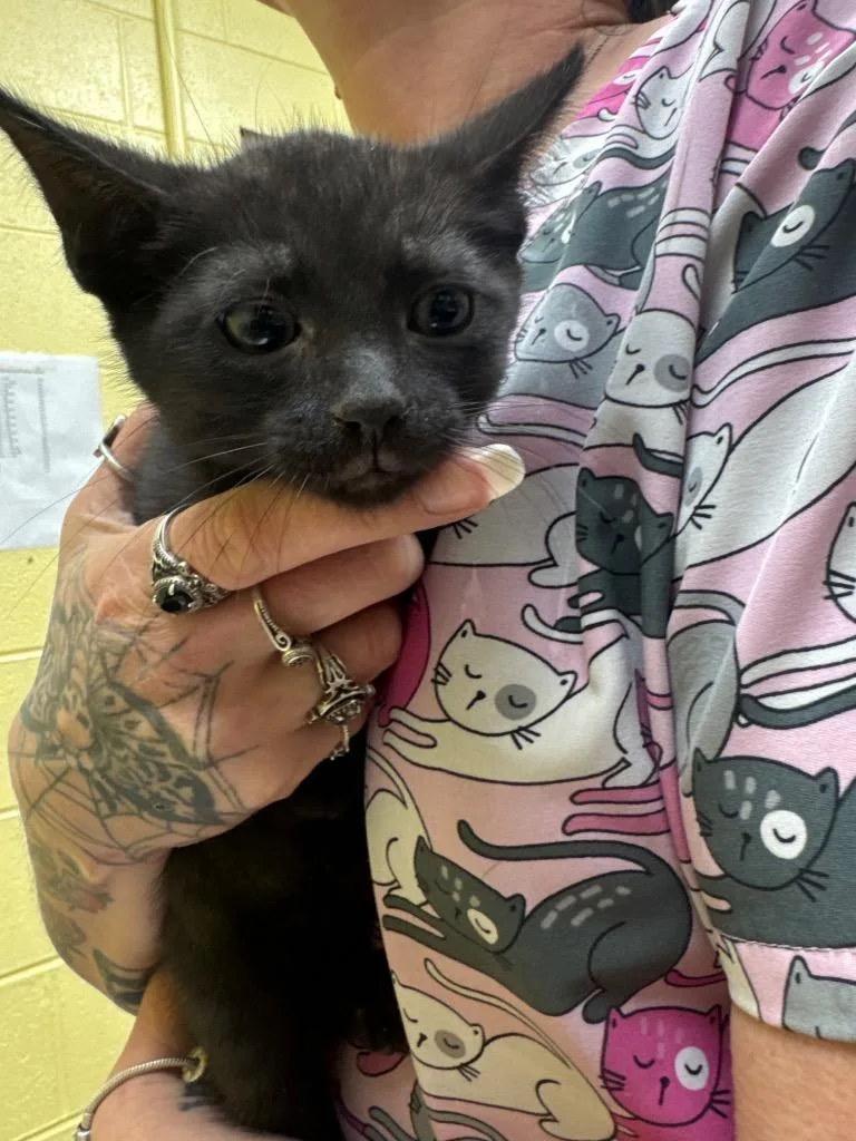 A baby small-sized male Domestic Short Hair cat named Thunder for adoption in Crossville, TN