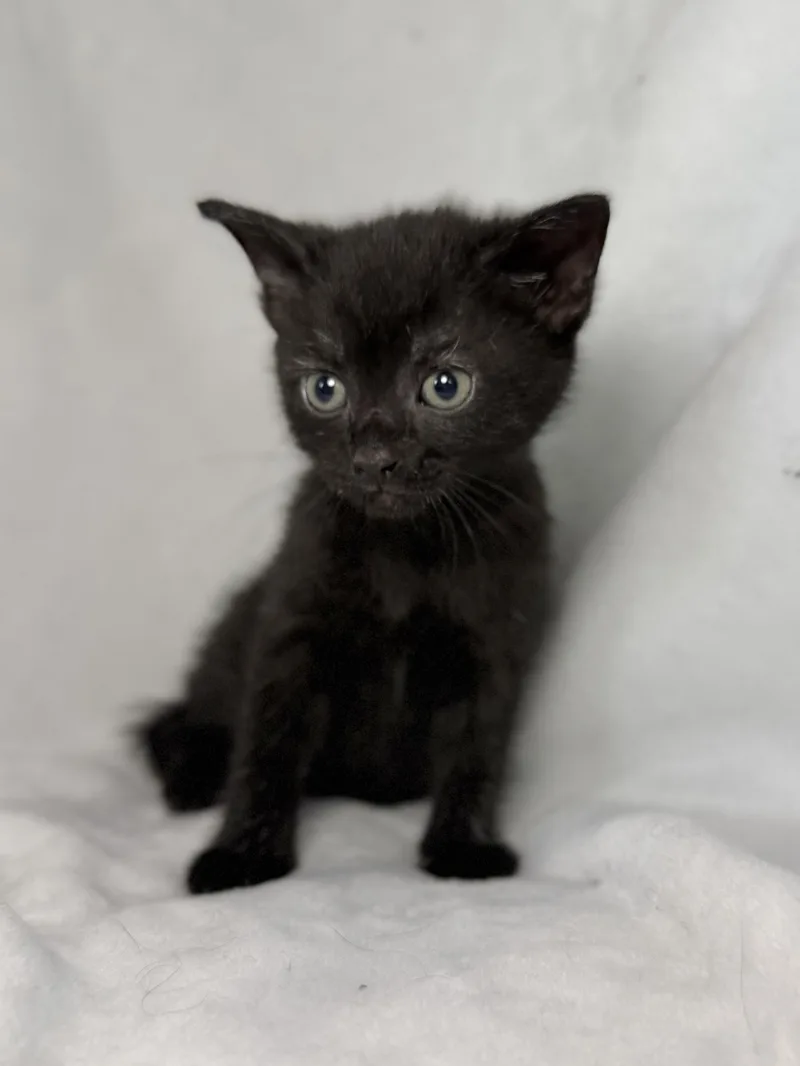 A baby medium-sized female Black Domestic Short Hair cat named Jane Austen for adoption in Greensboro, NC