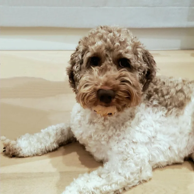 An adult medium-sized male Brown / Chocolate Labradoodle dog named Lee the Doodle for adoption in Jackson, WY