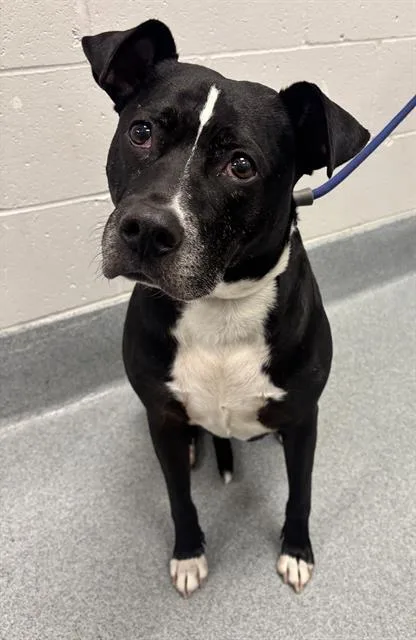 An adult medium-sized female Pit Bull Terrier dog named Donna for adoption in Indianapolis, IN