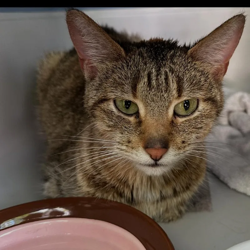 An adult medium-sized female Brown / Chocolate Domestic Short Hair cat named Christine for adoption in Wheeling, IL