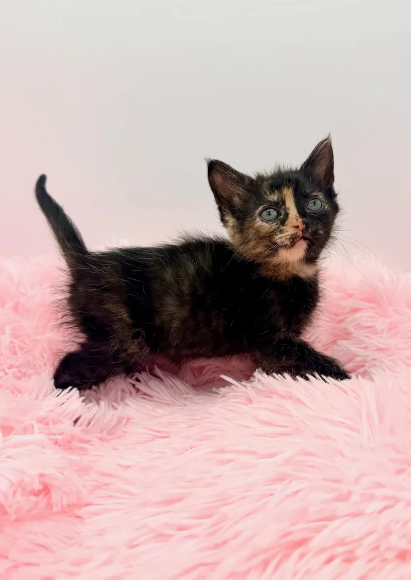 A baby medium-sized female Tortoiseshell cat named Mccafferty for adoption in Covington, LA