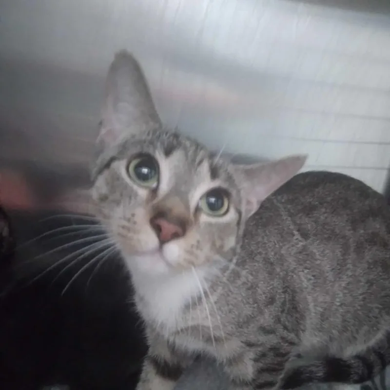 An adult medium-sized female Black Domestic Short Hair cat named Fingernail for adoption in Spruce Pine, NC