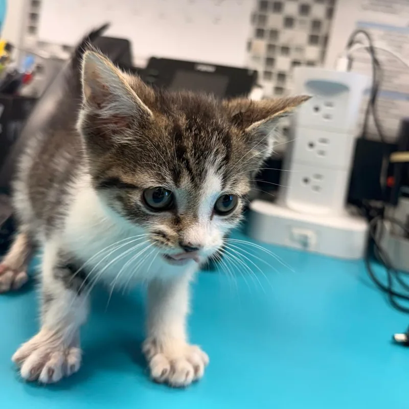A baby small-sized male Brown / Chocolate Domestic Short Hair cat named Rumble for adoption in Elizabeth City, NC