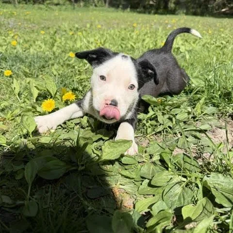 A baby medium-sized male Black Labrador Retriever dog named Foxtail D for adoption in Minnetonka, MN