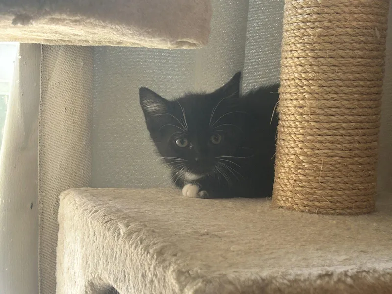 A baby medium-sized male Black & White / Tuxedo Domestic Short Hair cat named Petey Pele for adoption in Pittsboro, NC