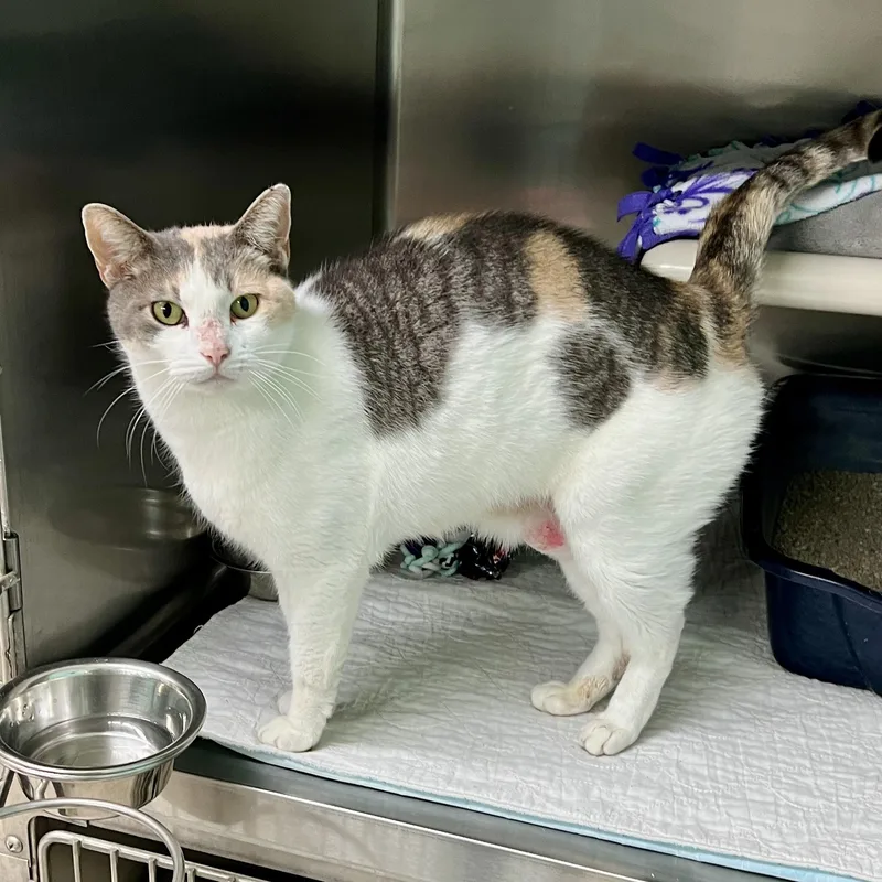 An adult medium-sized female Calico Domestic Short Hair cat named Adeline for adoption in Jamestown, ND