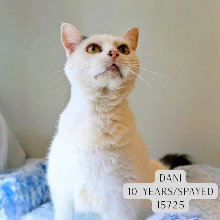 An adult medium-sized female White Domestic Short Hair cat named Dani for adoption in Supply, NC