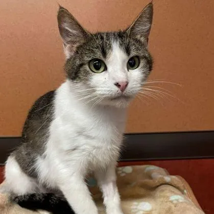 An adult medium-sized female Tabby (Brown / Chocolate) Domestic Short Hair cat named River for adoption in Rochester, MN