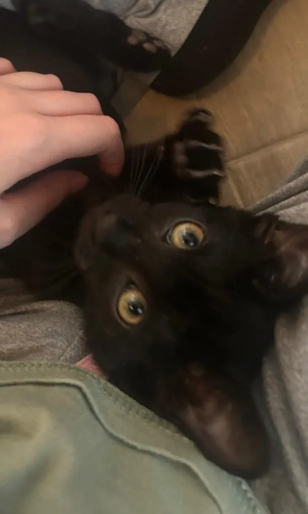Betsy thumbnail 2