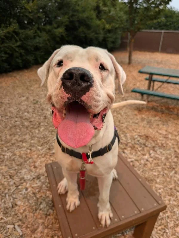 An adult extra large-sized male Dogo Argentino dog named Ghost for adoption in Vancouver, WA