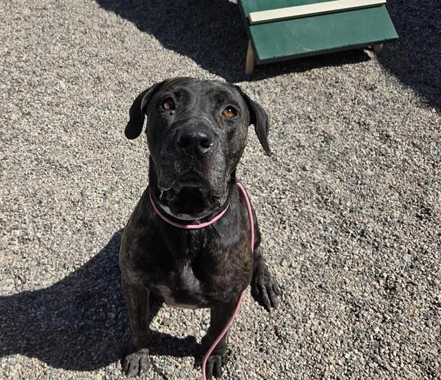 An adult large-sized male Cane Corso dog named Titan for adoption in Mesa, AZ