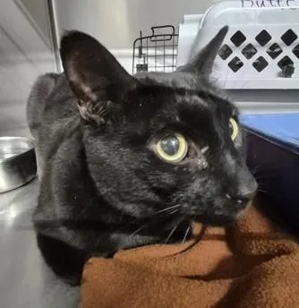 An adult large-sized female Black Domestic Short Hair cat named Cashy for adoption in Butte, MT