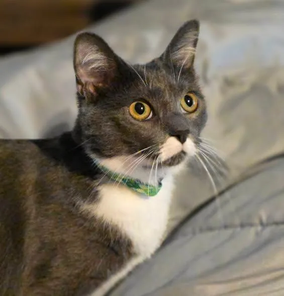 An adult medium-sized female Domestic Short Hair cat named Shanks for adoption in Merrillville, IN