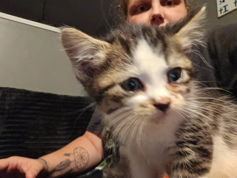 A baby small-sized female Domestic Short Hair cat named Hopper for adoption in Mexico, MO