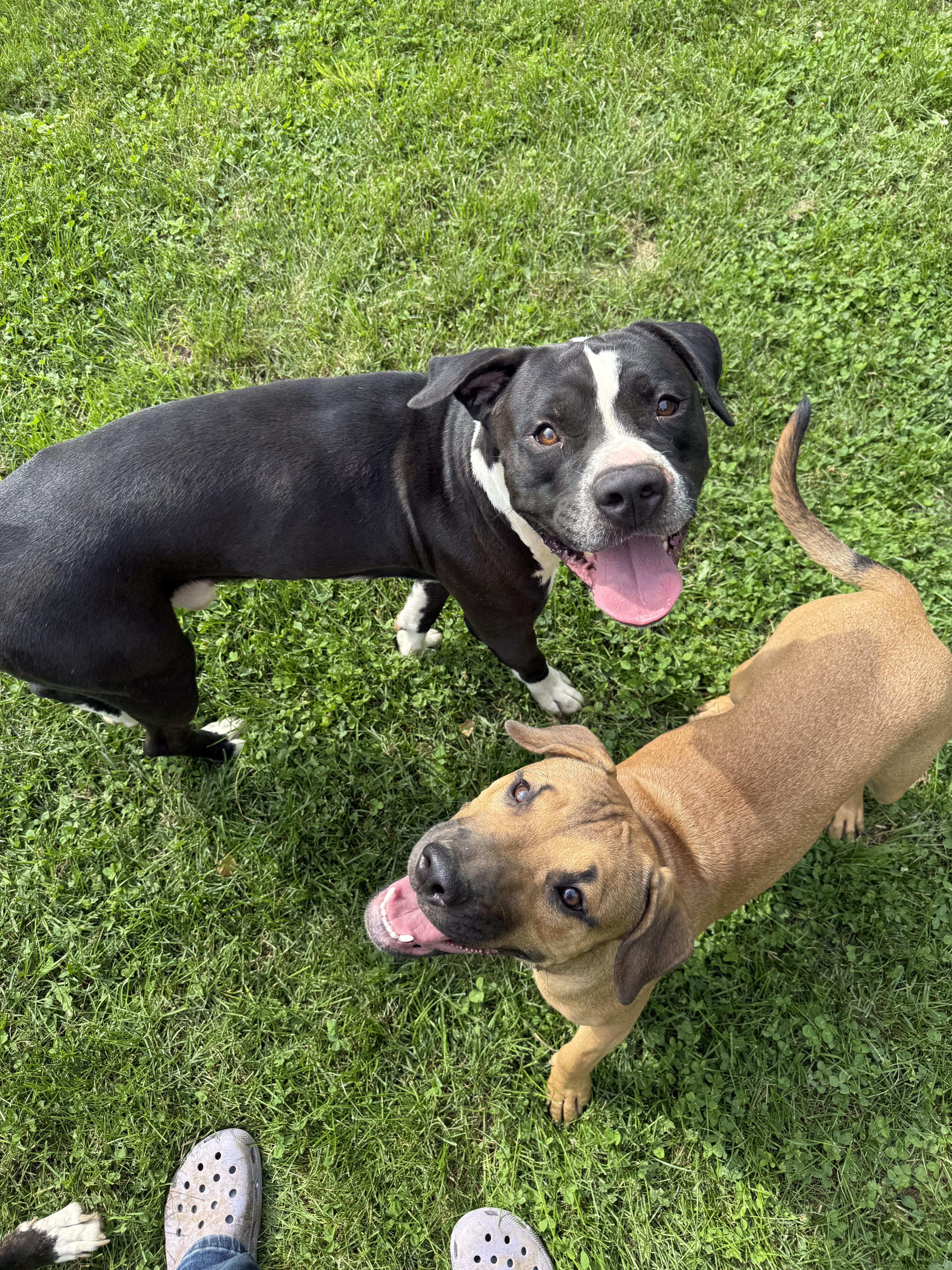 A young large-sized female Pit Bull Terrier dog named Schatzi for adoption in Stahlstown, PA