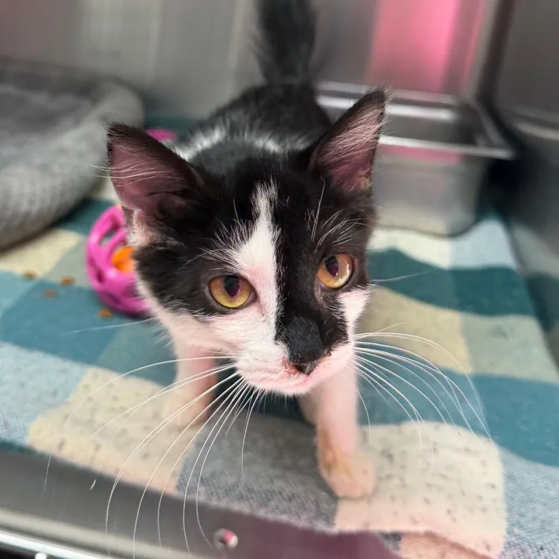 A baby small-sized female White Domestic Short Hair cat named Greta for adoption in Blairsville, GA