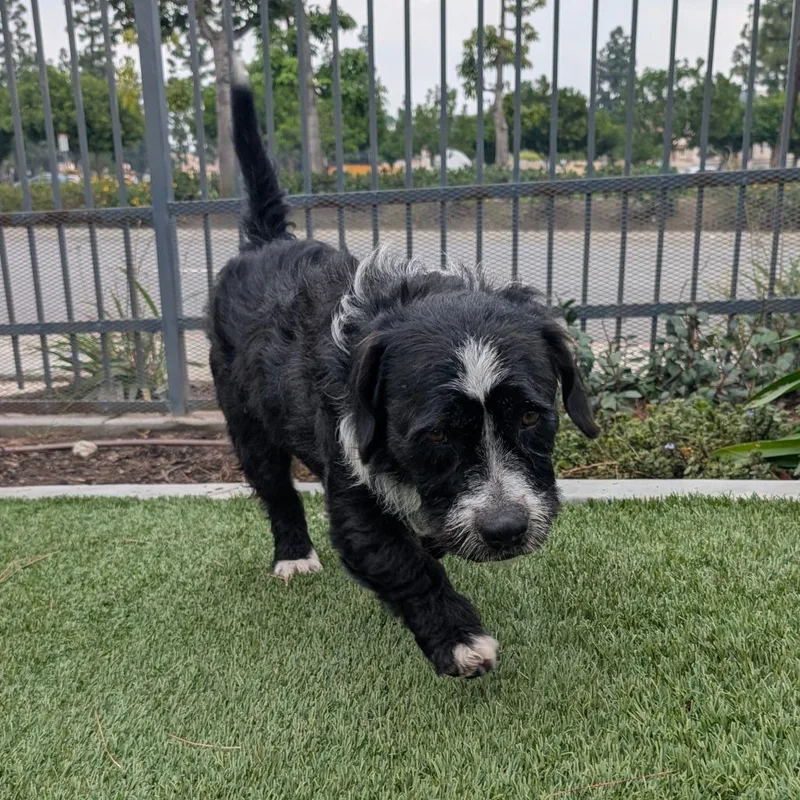 Pepper  City Of thumbnail 4