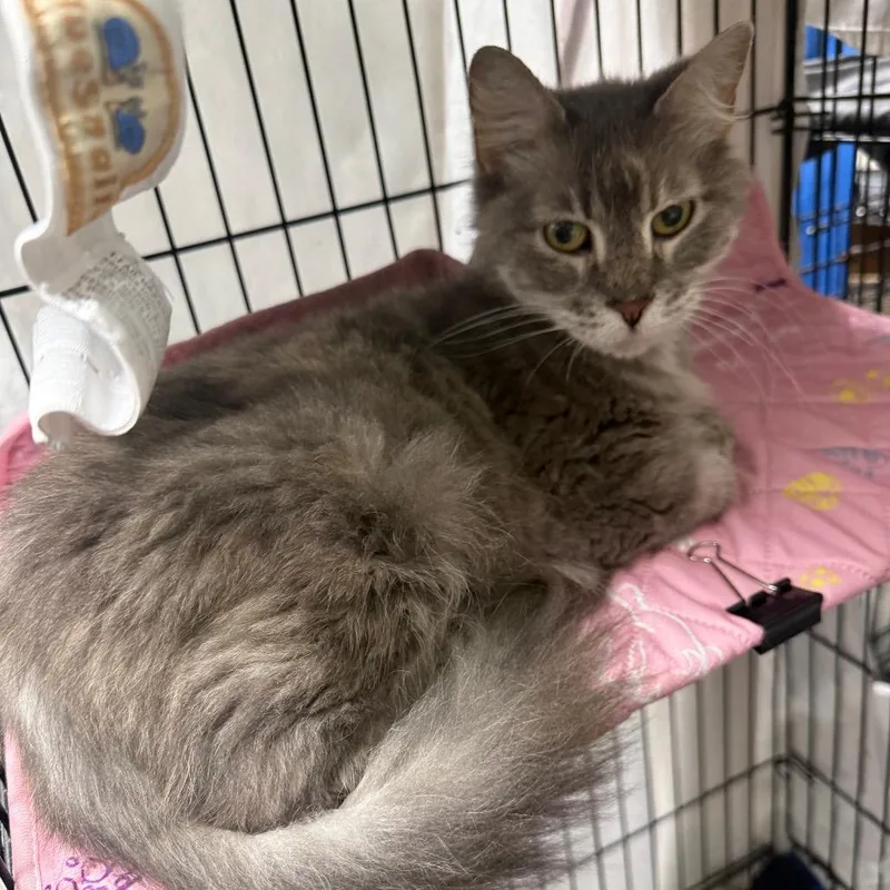 An adult medium-sized female Gray / Blue / Silver Domestic Short Hair cat named Becky for adoption in Normal, IL