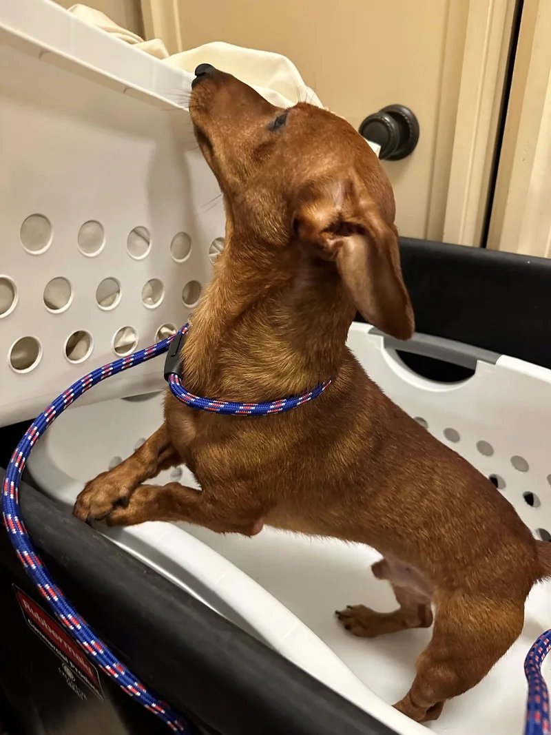 Stitch Aka Stitchy thumbnail 2