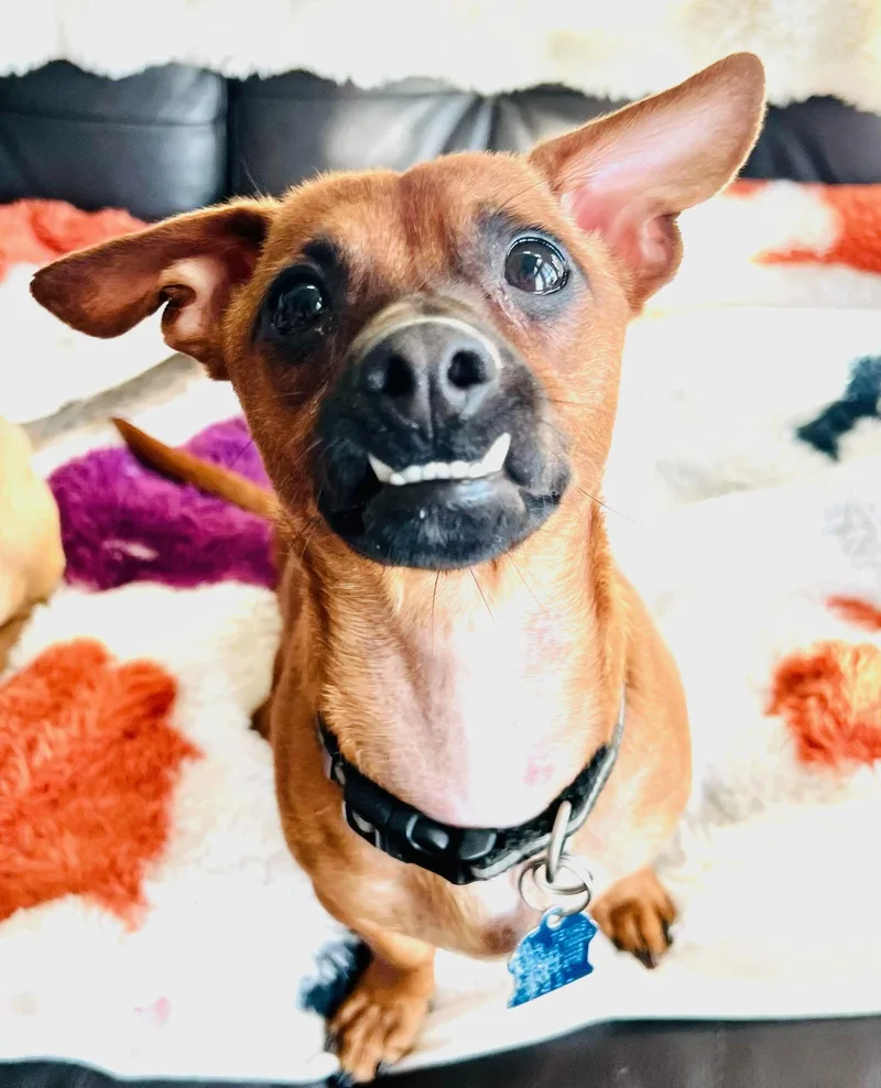 Stitch Aka Stitchy thumbnail 3