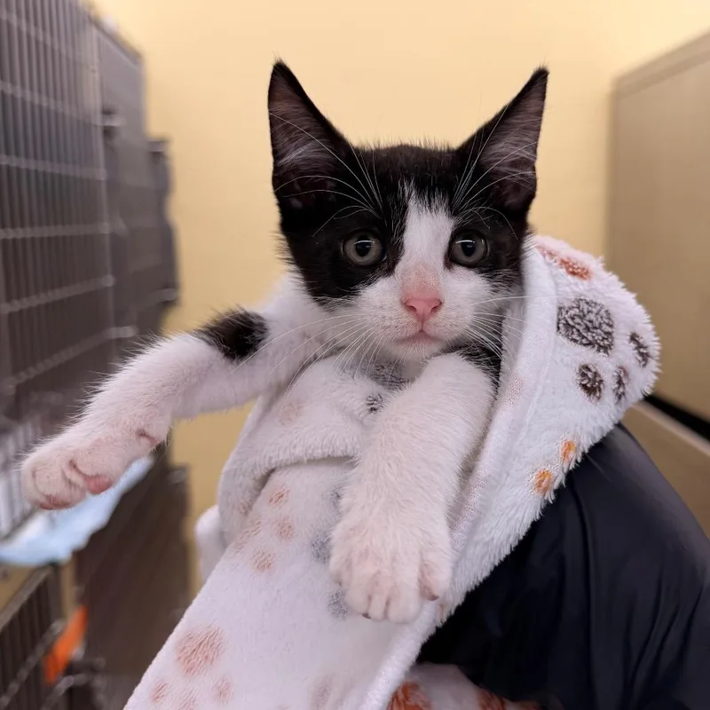 A baby small-sized female Black Domestic Short Hair cat named Miley for adoption in West Palm Beach, FL
