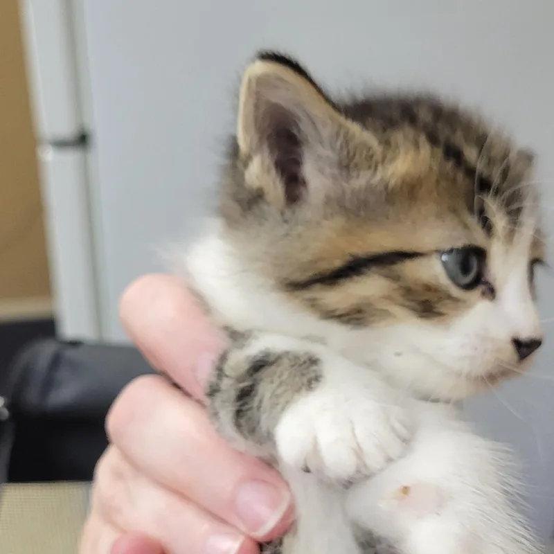 Charlie thumbnail 2