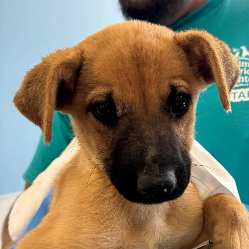 A baby small-sized female Black Mixed Breed dog named Sarabi for adoption in Las Cruces, NM