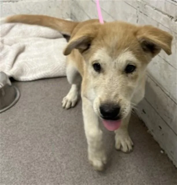 A baby small-sized female German Shepherd Dog dog named Dottie for adoption in San Bernardino, CA