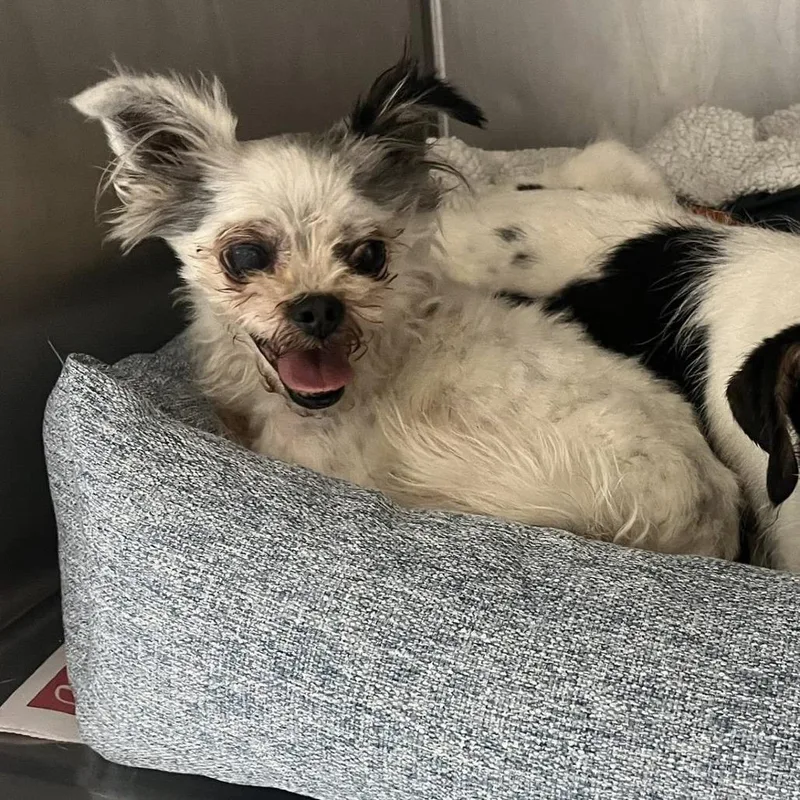 A senior small-sized male White / Cream Maltese dog named Trex for adoption in Northbrook, IL