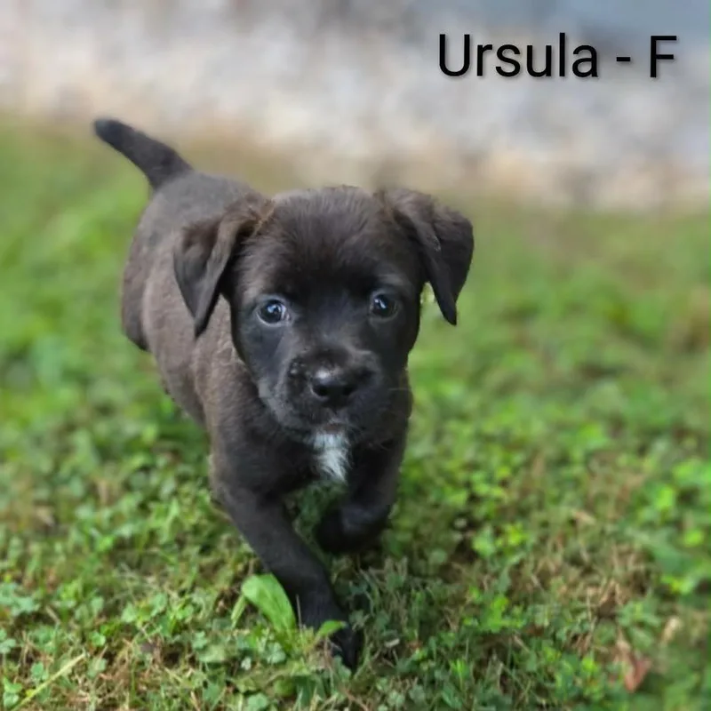 A baby medium-sized female Black Labrador Retriever dog named Ursula for adoption in Griswold, CT