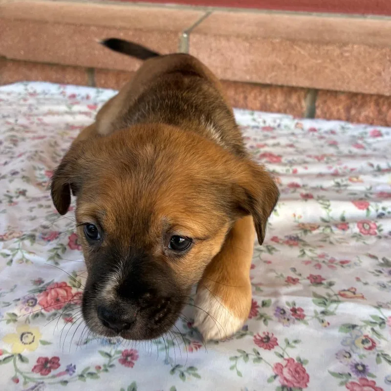 Tris Tanned thumbnail 2