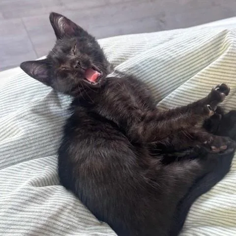 A baby small-sized male Black Domestic Short Hair cat named Wasabi for adoption in Pacific Palisades, CA