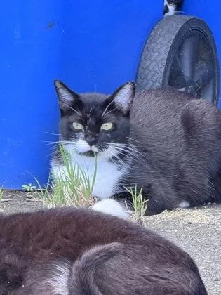 An adult medium-sized female Domestic Medium Hair cat named Daisy Mae for adoption in Honolulu, HI