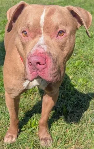 An adult medium-sized male Pit Bull Terrier dog named Ajax for adoption in Akron, OH